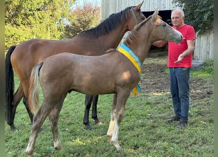 German Sport Horse, Stallion, Foal (04/2025), 16,2 hh, Can be white