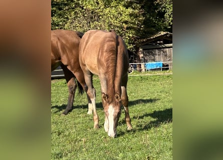 German Sport Horse, Stallion, Foal (05/2025), 16,2 hh, Grey German Sport Horse, Stallion, Foal (05/2025), 16,2 hh, Grey