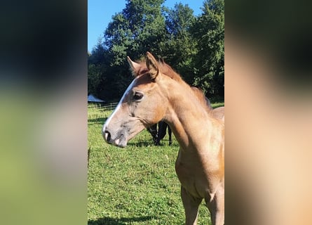 German Sport Horse, Stallion, Foal (05/2025), 16,2 hh, Grey