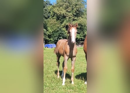 German Sport Horse, Stallion, Foal (05/2025), 16,2 hh, Grey