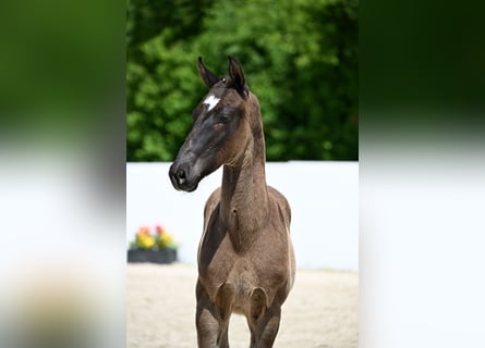 German Sport Horse, Stallion, , 16,2 hh, Smoky-Black