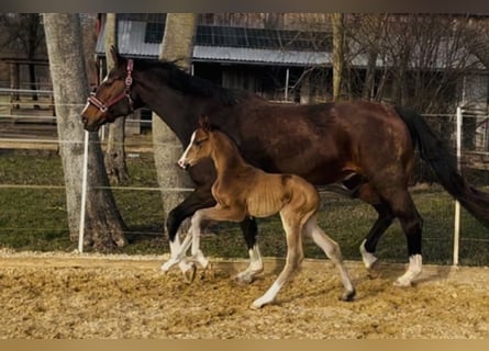 German Sport Horse, Stallion, Foal (02/2026), 16,3 hh, Bay-Dark