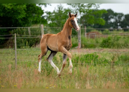 German Sport Horse, Stallion, , 16,3 hh, Chestnut-Red