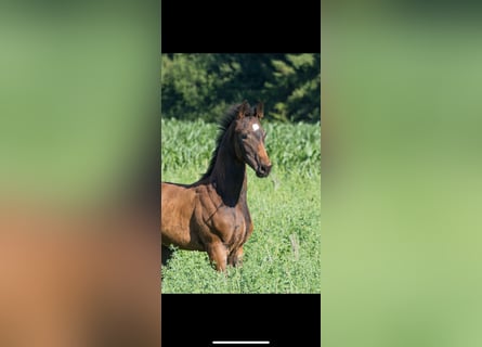 German Sport Horse, Stallion, , 17 hh, Bay-Dark