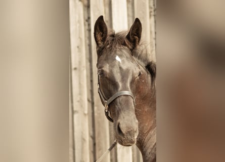German Sport Horse, Stallion, Foal (04/2025), 17 hh, Black
