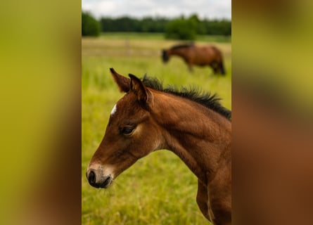 German Sport Horse, Stallion, Foal (01/2025), 17 hh, Brown