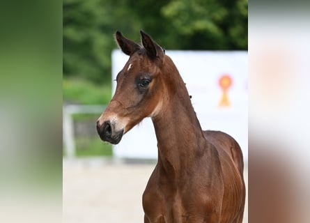 German Sport Horse, Stallion, Foal (05/2024), Bay-Dark