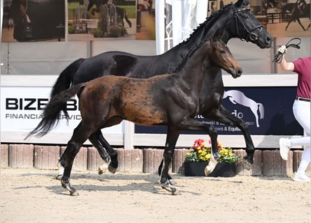 German Sport Horse, Stallion, Foal (03/2025), Bay-Dark
