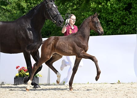 German Sport Horse, Stallion, Foal (04/2025), Bay-Dark