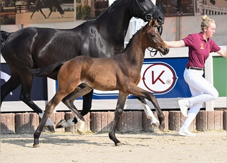 German Sport Horse, Stallion, Foal (04/2025), Bay-Dark