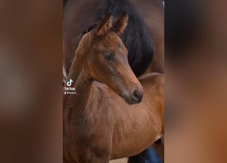 German Sport Horse, Stallion, Foal (05/2024), Bay-Dark