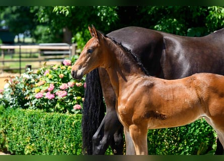 German Sport Horse, Stallion, Foal (04/2026), Bay-Dark