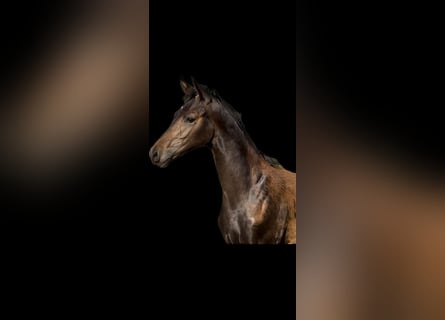 German Sport Horse, Stallion, Foal (05/2023), Bay-Dark