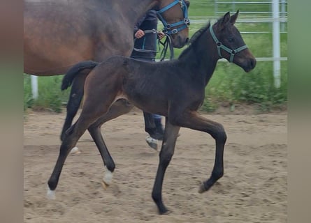 German Sport Horse, Stallion, Foal (04/2025), Bay-Dark