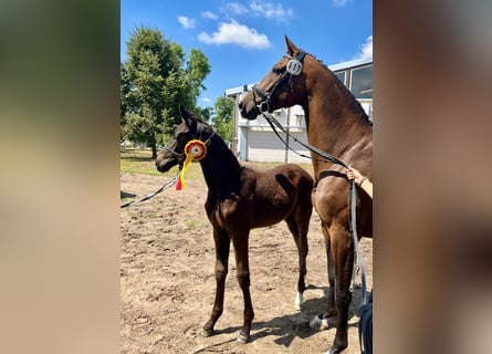 German Sport Horse, Stallion, , Bay-Dark