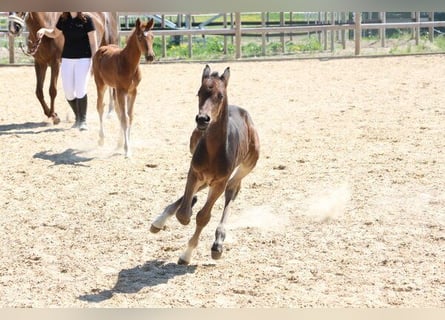 German Sport Horse, Stallion, , Bay-Dark
