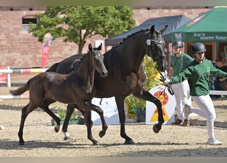 German Sport Horse, Stallion, Foal (04/2026), Black