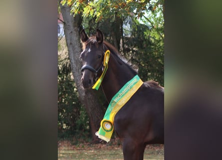 German Sport Horse, Stallion, Foal (04/2026), Black