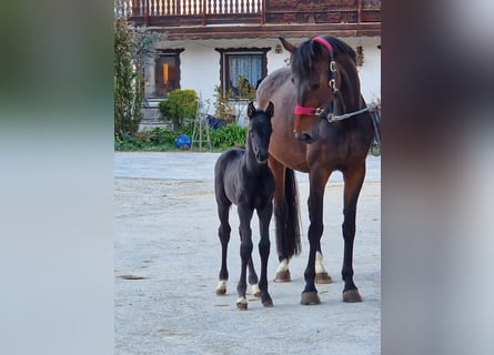German Sport Horse, Stallion, Foal (04/2026), Black