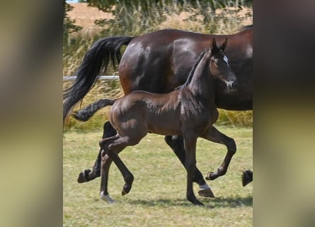 German Sport Horse, Stallion, , Black
