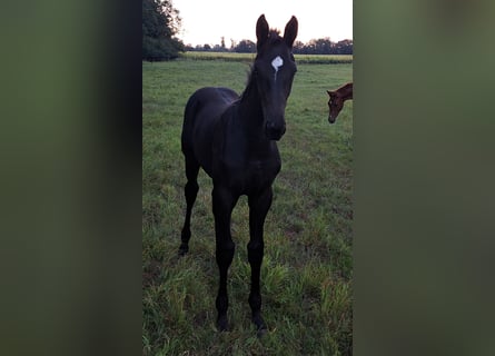 German Sport Horse, Stallion, Foal (05/2025), Black