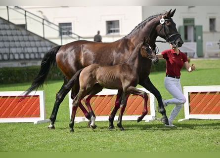German Sport Horse, Stallion, Foal (05/2025), Black