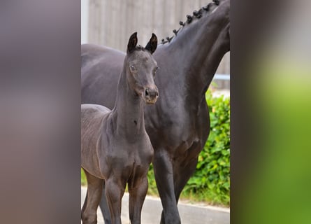 German Sport Horse, Stallion, , Black