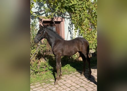 German Sport Horse, Stallion, Foal (07/2025), Black
