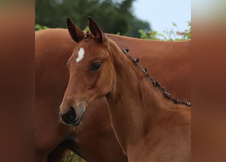 German Sport Horse, Stallion, Foal (04/2024), Black