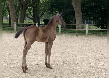 Deutsches Sportpferd, Hengst, Fohlen (04/2024), Rappe