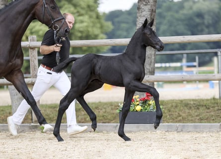 German Sport Horse, Stallion, Foal (06/2025), Black