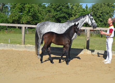 German Sport Horse, Stallion, Foal (05/2023), Black