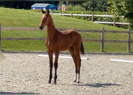 German Sport Horse, Stallion, Foal (04/2024), Brown