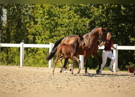German Sport Horse, Stallion, Foal (03/2025), Brown