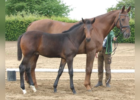 German Sport Horse, Stallion, Foal (03/2025), Brown