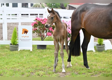 German Sport Horse, Stallion, Foal (04/2026), Brown