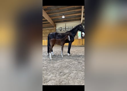 German Sport Horse, Stallion, Foal (07/2026), Brown