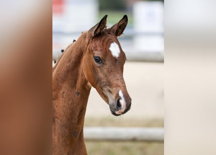 German Sport Horse, Stallion, Foal (05/2025), Brown