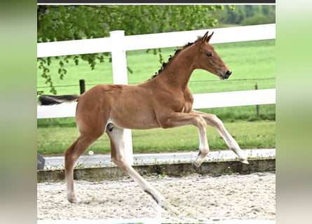 German Sport Horse, Stallion, Foal (03/2026), Brown
