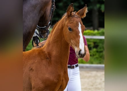 German Sport Horse, Stallion, Foal (05/2025), Brown