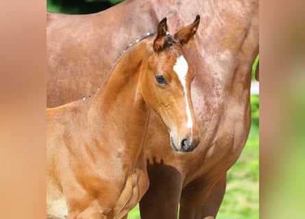 German Sport Horse, Stallion, Foal (03/2025), Brown