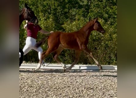 German Sport Horse, Stallion, Foal (03/2025), Brown