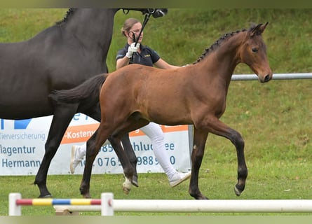 German Sport Horse, Stallion, Foal (04/2024), Brown