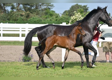 German Sport Horse, Stallion, Foal (05/2025), Brown