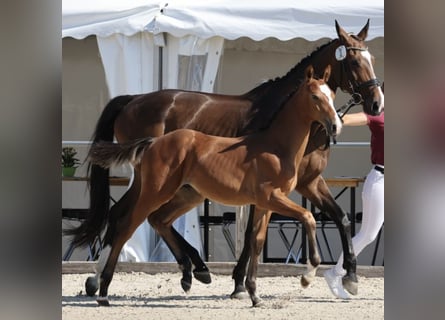 German Sport Horse, Stallion, , Brown