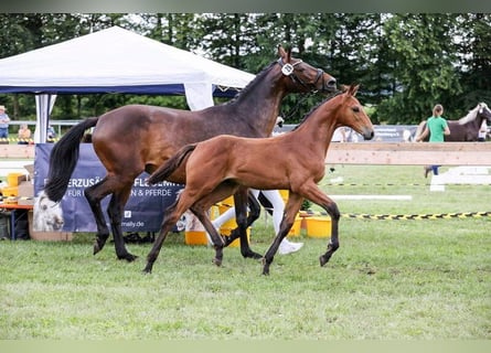 German Sport Horse, Stallion, Foal (03/2024), Brown