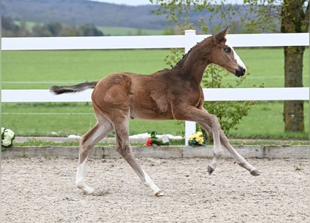 German Sport Horse, Stallion, Foal (03/2024), Brown