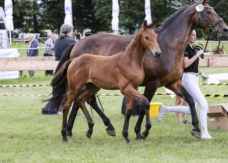 German Sport Horse, Stallion, Foal (03/2024), Brown