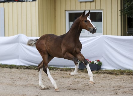 German Sport Horse, Stallion, Foal (04/2024), Brown