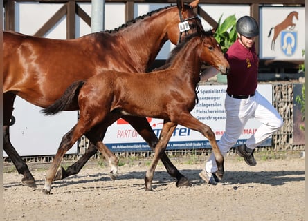 German Sport Horse, Stallion, Foal (04/2025), Brown